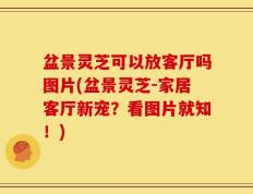盆景灵芝可以放客厅吗图片(盆景灵芝-家居客厅新宠？看图片就知！)
