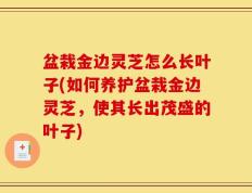 盆栽金边灵芝怎么长叶子(如何养护盆栽金边灵芝，使其长出茂盛的叶子)
