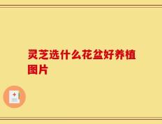灵芝选什么花盆好养植图片
