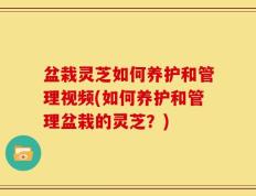 盆栽灵芝如何养护和管理视频(如何养护和管理盆栽的灵芝？)