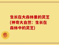 生长在大森林里的灵芝(神奇大自然：生长在森林中的灵芝)
