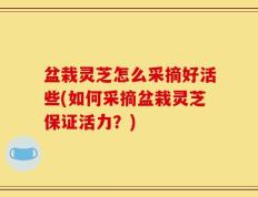 盆栽灵芝怎么采摘好活些(如何采摘盆栽灵芝保证活力？)