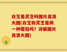 白芝是灵芝吗图片高清大图(白芝和灵芝是同一种蘑菇吗？详解图片高清大图)