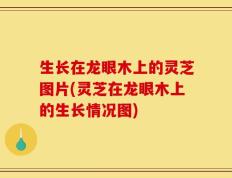 生长在龙眼木上的灵芝图片(灵芝在龙眼木上的生长情况图)