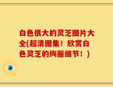 白色很大的灵芝图片大全(超清图集！欣赏白色灵芝的绚丽细节！)