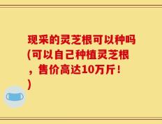 现采的灵芝根可以种吗(可以自己种植灵芝根，售价高达10万斤！)
