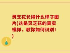 灵芝花长得什么样子图片(这是灵芝花的真实模样，教你如何识别！)