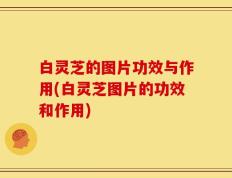 白灵芝的图片功效与作用(白灵芝图片的功效和作用)