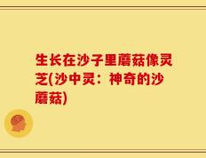 生长在沙子里蘑菇像灵芝(沙中灵：神奇的沙蘑菇)