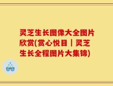 灵芝生长图像大全图片欣赏(赏心悦目｜灵芝生长全程图片大集锦)