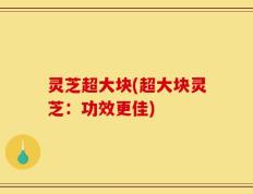 灵芝超大块(超大块灵芝：功效更佳)