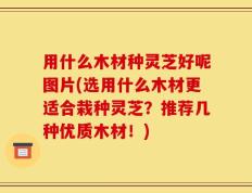 用什么木材种灵芝好呢图片(选用什么木材更适合栽种灵芝？推荐几种优质木材！)