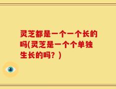 灵芝都是一个一个长的吗(灵芝是一个个单独生长的吗？)