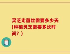 灵芝走菌丝需要多少天(种植灵芝需要多长时间？)