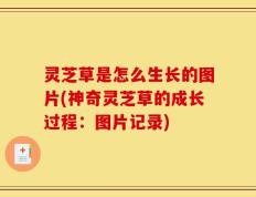灵芝草是怎么生长的图片(神奇灵芝草的成长过程：图片记录)