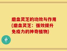 磨盘灵芝的功效与作用(磨盘灵芝：强效提升免疫力的神奇植物)