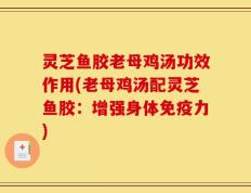 灵芝鱼胶老母鸡汤功效作用(老母鸡汤配灵芝鱼胶：增强身体免疫力)