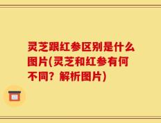 灵芝跟红参区别是什么图片(灵芝和红参有何不同？解析图片)