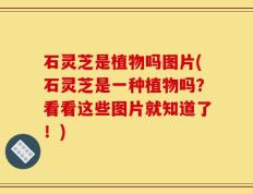 石灵芝是植物吗图片(石灵芝是一种植物吗？看看这些图片就知道了！)