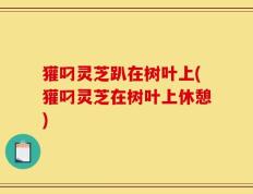 獾叼灵芝趴在树叶上(獾叼灵芝在树叶上休憩)