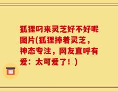 狐狸叼来灵芝好不好呢图片(狐狸捧着灵芝，神态专注，网友直呼有爱：太可爱了！)