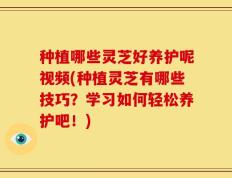 种植哪些灵芝好养护呢视频(种植灵芝有哪些技巧？学习如何轻松养护吧！)
