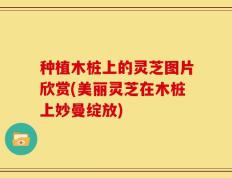 种植木桩上的灵芝图片欣赏(美丽灵芝在木桩上妙曼绽放)