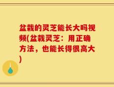 盆栽的灵芝能长大吗视频(盆栽灵芝：用正确方法，也能长得很高大)