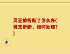 灵芝被折断了怎么办(灵芝折断，如何处理？)