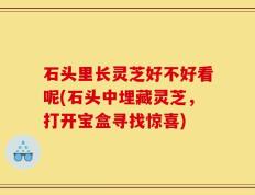 石头里长灵芝好不好看呢(石头中埋藏灵芝，打开宝盒寻找惊喜)
