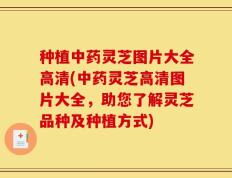 种植中药灵芝图片大全高清(中药灵芝高清图片大全，助您了解灵芝品种及种植方式)