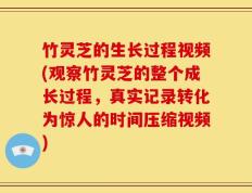 竹灵芝的生长过程视频(观察竹灵芝的整个成长过程，真实记录转化为惊人的时间压缩视频)