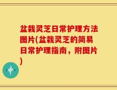 盆栽灵芝日常护理方法图片(盆栽灵芝的简易日常护理指南，附图片)