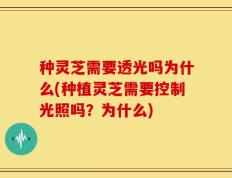 种灵芝需要透光吗为什么(种植灵芝需要控制光照吗？为什么)
