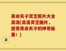 真命天子灵芝照片大全高清(高清灵芝图片，感受真命天子的神奇能量！)