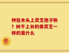 种在木头上灵芝孢子粉？树干上长的像灵芝一样的是什么