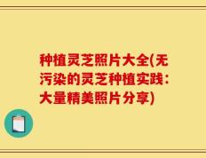 种植灵芝照片大全(无污染的灵芝种植实践：大量精美照片分享)