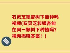 石灵芝银杏树下能种吗视频(石灵芝和银杏能在同一颗树下种植吗？视频揭晓答案！)