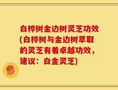 白桦树金边树灵芝功效(白桦树与金边树萃取的灵芝有着卓越功效，建议：白金灵芝)