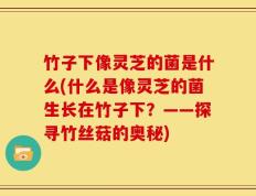 竹子下像灵芝的菌是什么(什么是像灵芝的菌生长在竹子下？——探寻竹丝菇的奥秘)