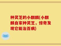 种灵芝的小麒麟(小麒麟自家种灵芝，惊奇发现它能治百病)