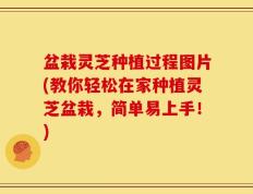 盆栽灵芝种植过程图片(教你轻松在家种植灵芝盆栽，简单易上手！)