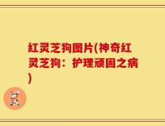 红灵芝狗图片(神奇红灵芝狗：护理顽固之病)