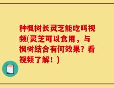 种枫树长灵芝能吃吗视频(灵芝可以食用，与枫树结合有何效果？看视频了解！)