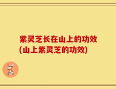 紫灵芝长在山上的功效(山上紫灵芝的功效)