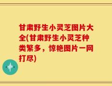 甘肃野生小灵芝图片大全(甘肃野生小灵芝种类繁多，惊艳图片一网打尽)