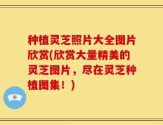 种植灵芝照片大全图片欣赏(欣赏大量精美的灵芝图片，尽在灵芝种植图集！)