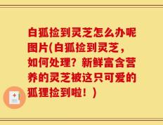 白狐捡到灵芝怎么办呢图片(白狐捡到灵芝，如何处理？新鲜富含营养的灵芝被这只可爱的狐狸捡到啦！)