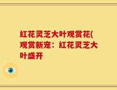 红花灵芝大叶观赏花(观赏新宠：红花灵芝大叶盛开