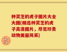 种灵芝的虎子图片大全大图(精选种灵芝的虎子高清图片，尽览珍贵动物美丽风采)